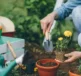 Gardener tends to flower pots surrounded by gardening equipment